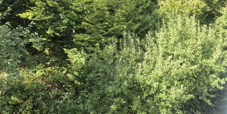 ...mit Ausgang zum Garten