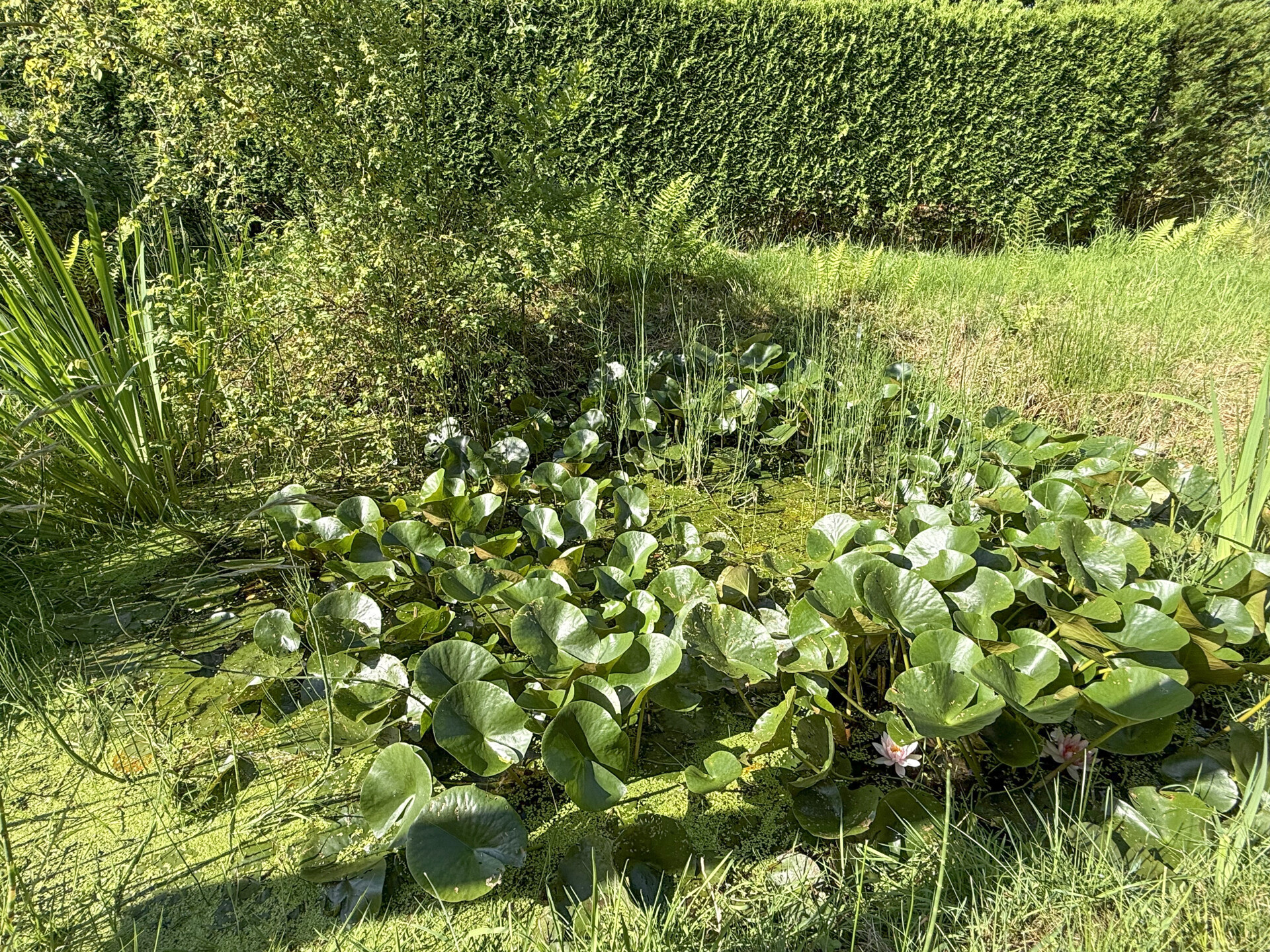 Teich
